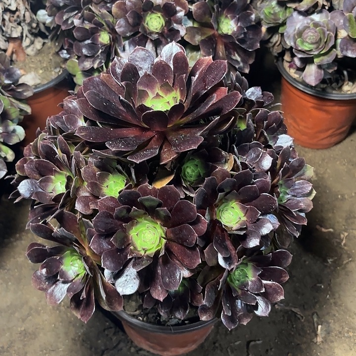 凉***薄多肉植物法师黑魔40