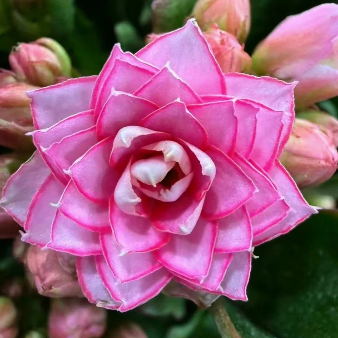 寒香雪110盆～【满两颗发货】稀有长寿花