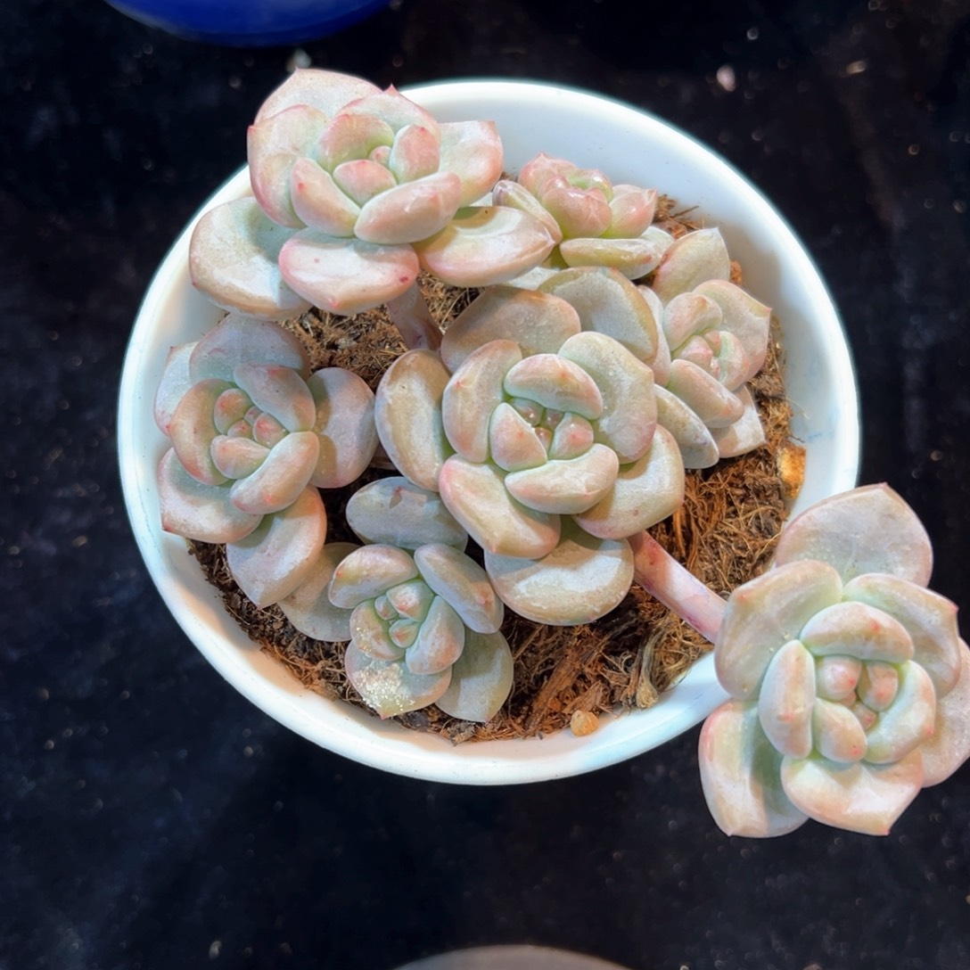 ****✨新年快乐 新年快乐