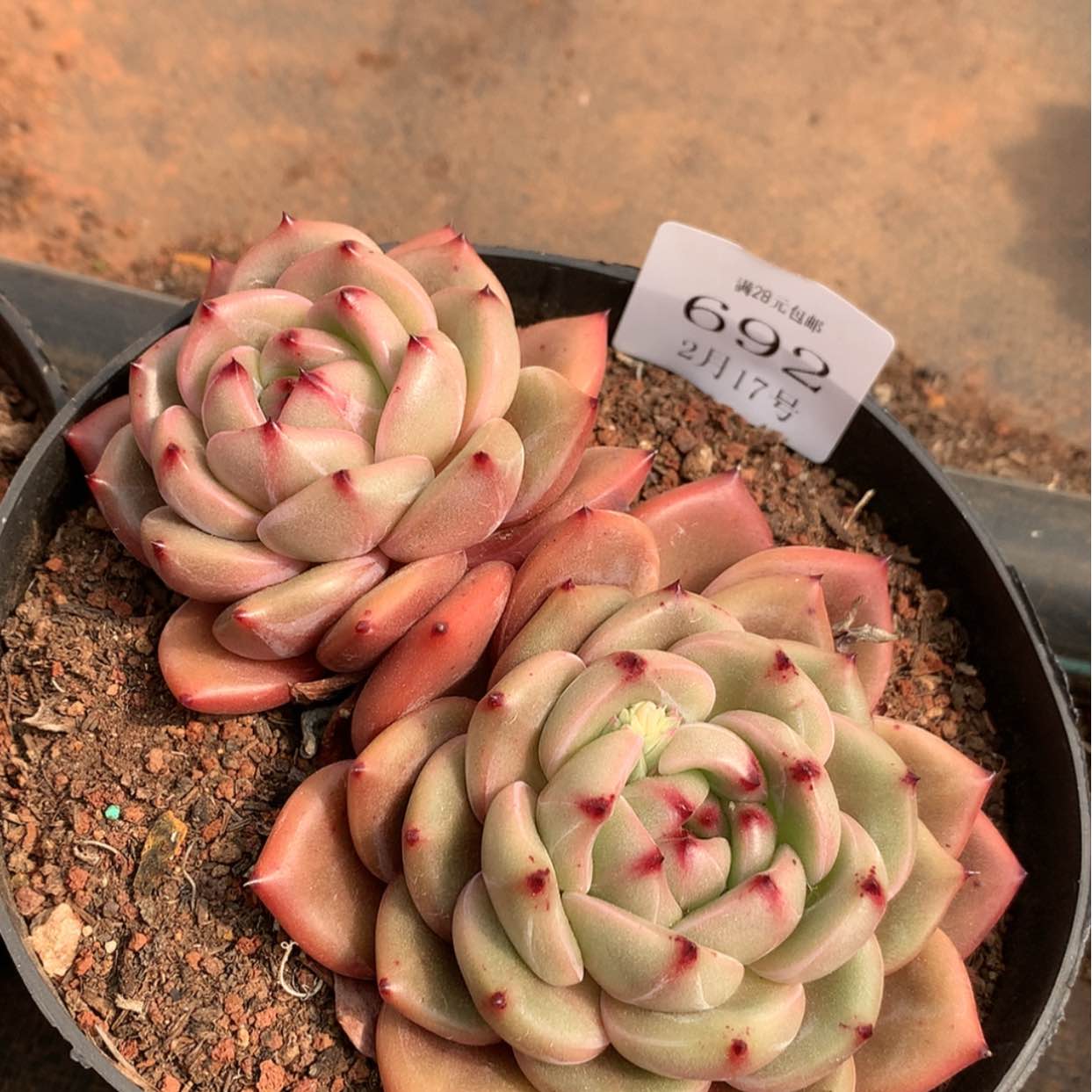 【闪购商品】云692