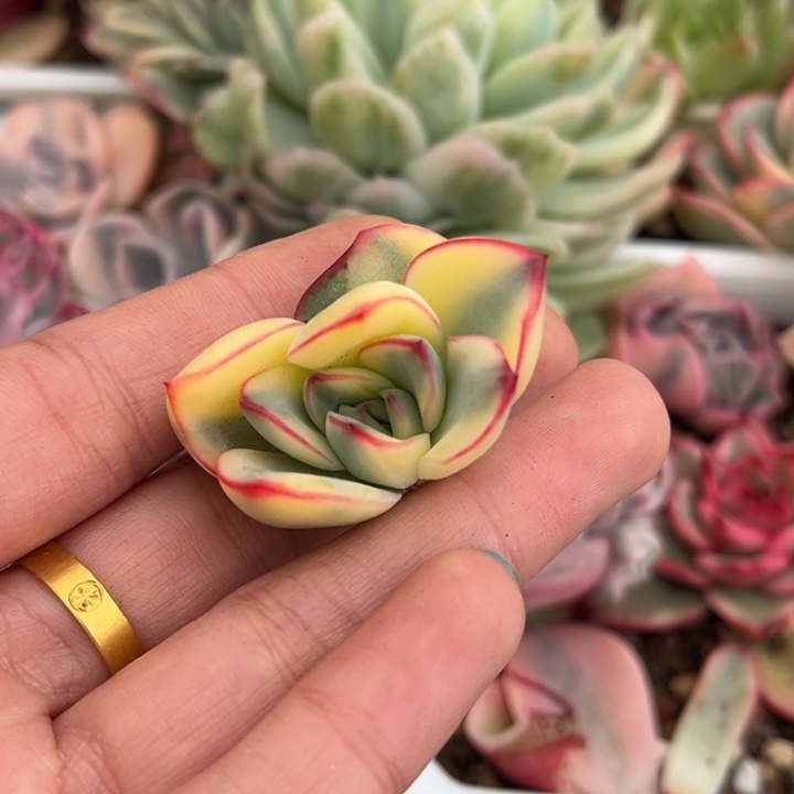 我****。荷花锦侧芽一颗价格