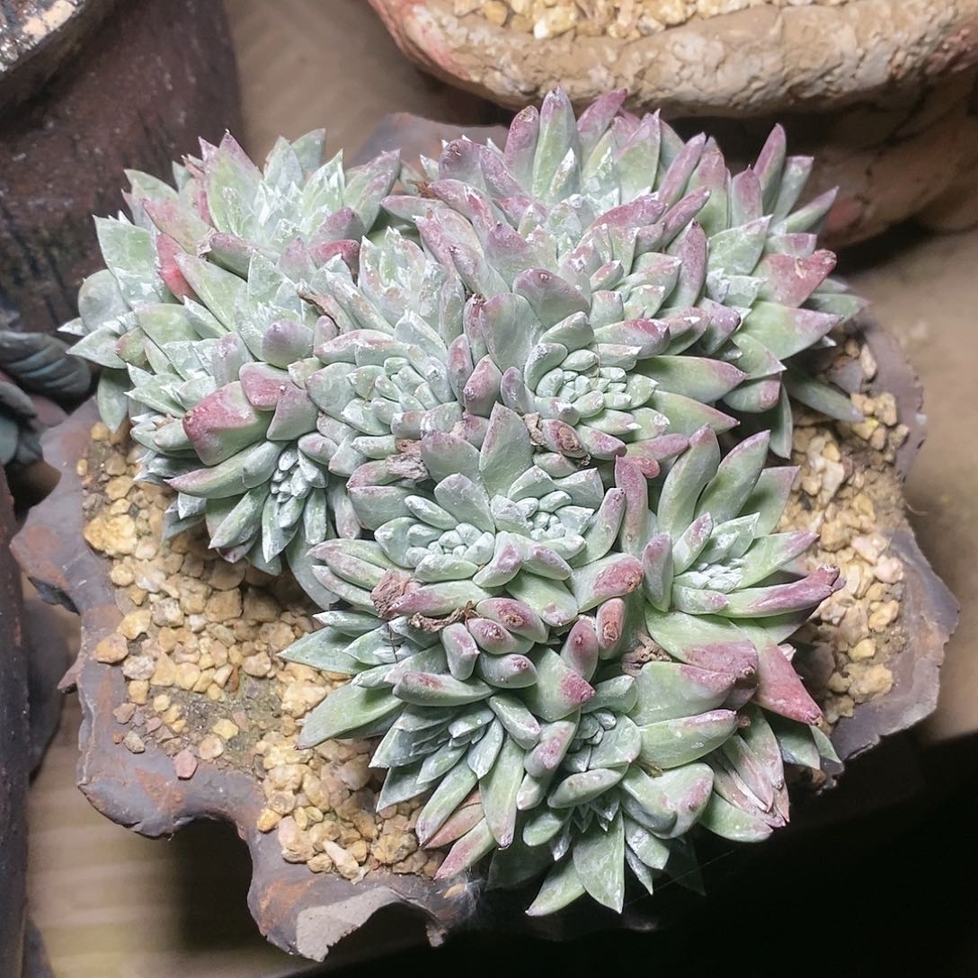 【闪购商品】哈哈哈塔利亚多肉2277