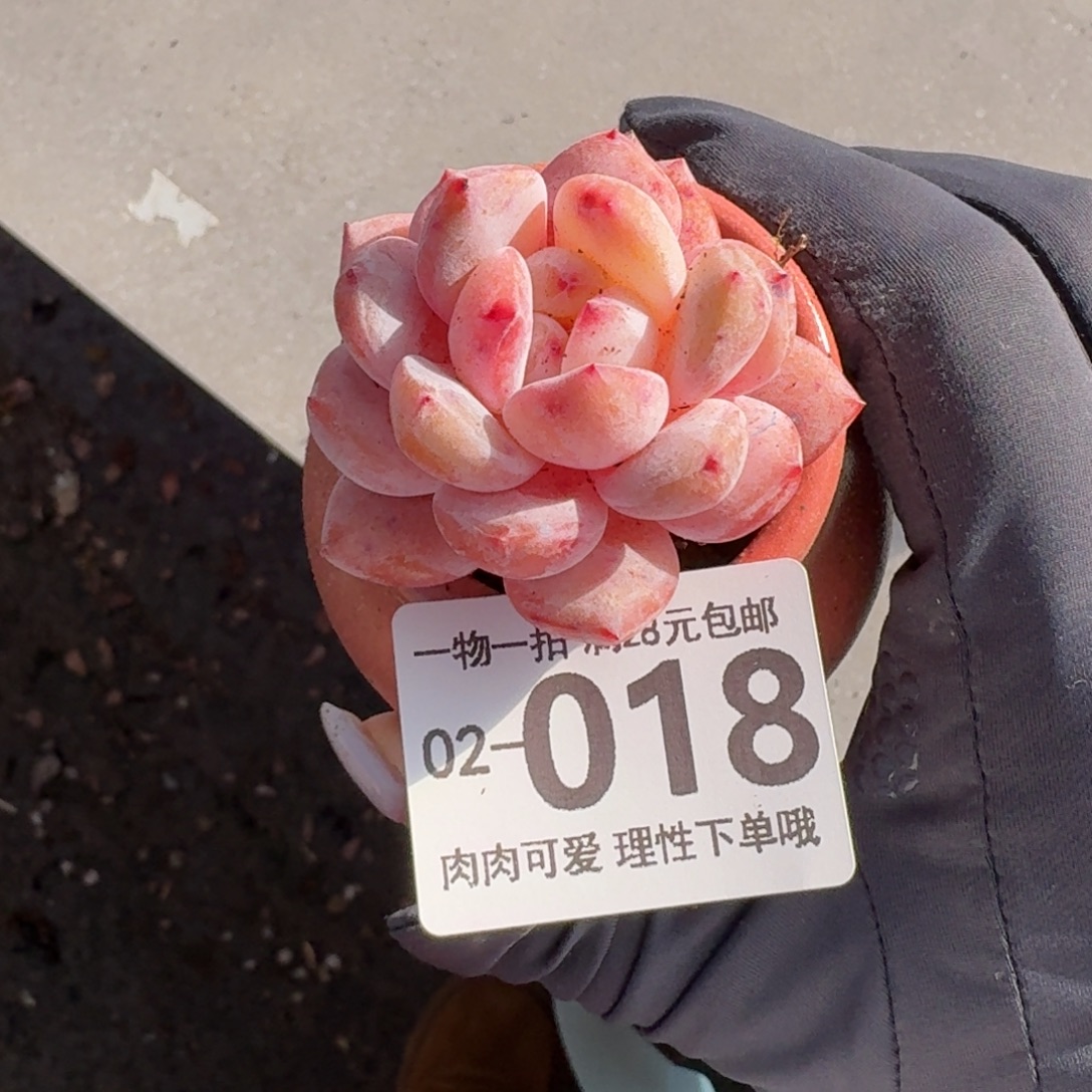 石榴籽无盆土发货无盆土发货无