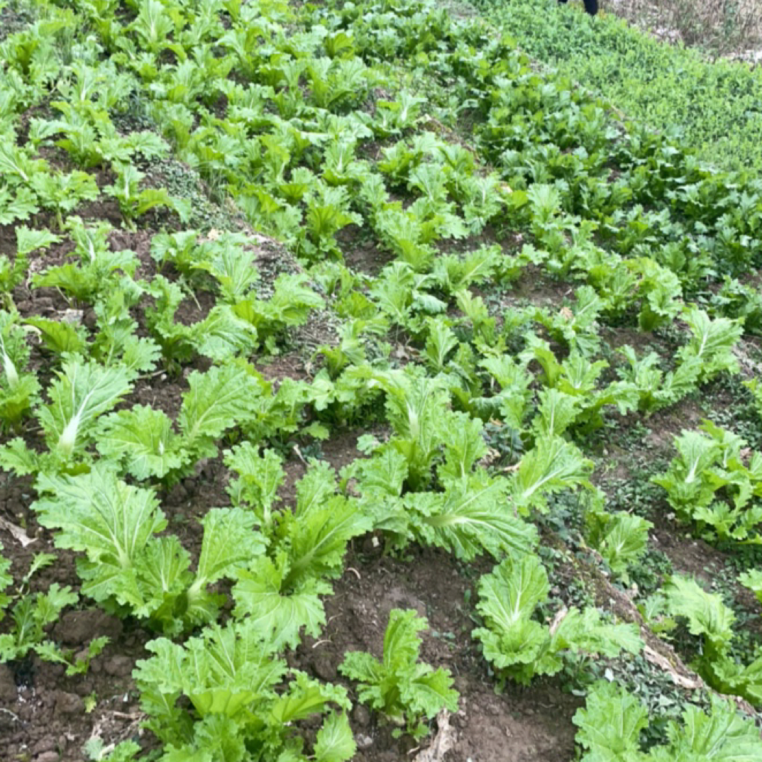 农家自种青菜新鲜蔬菜现摘可腌制咸菜