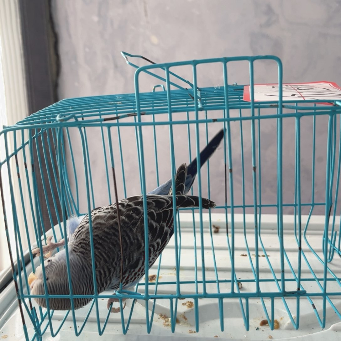 虎皮鹦鹉我的小姐姐