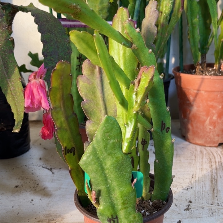 当前无花栽培后可以开花小*头6个