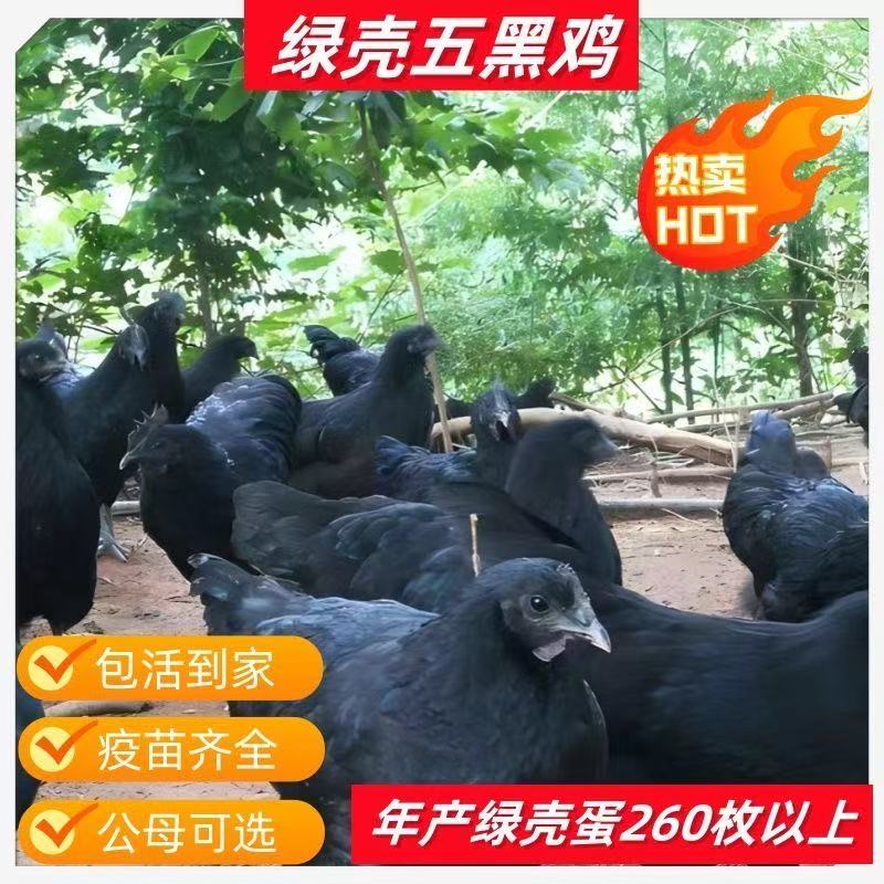 （麦芒专属）散养半斤左右五黑一绿壳蛋鸡宠物鸡散养顺丰包邮活体