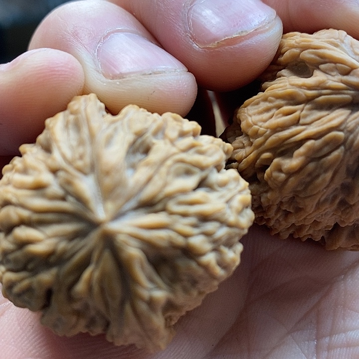 宋***心大叶紫檀（黑酸枝木类）团子