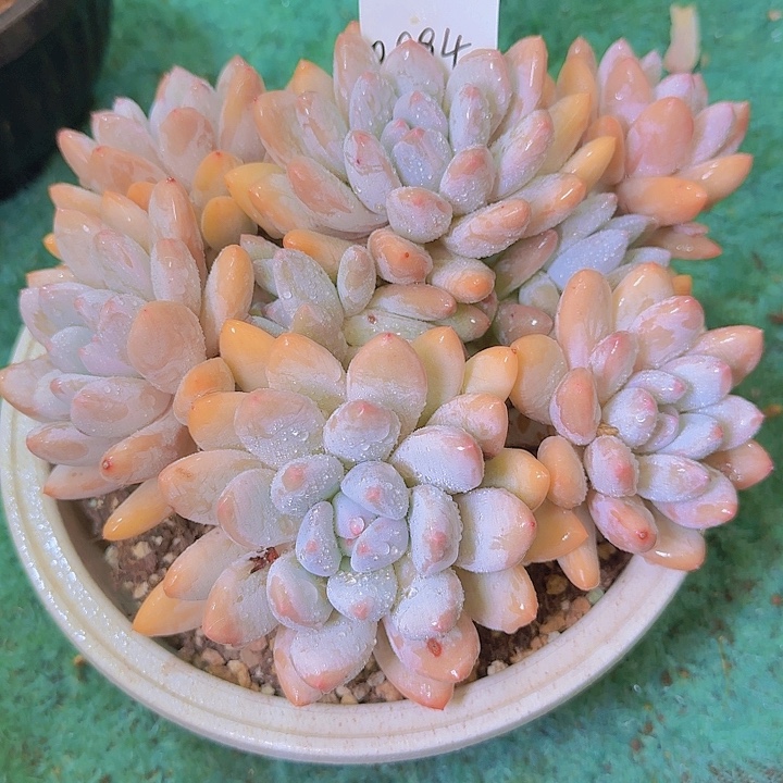 0894香水多肉植物