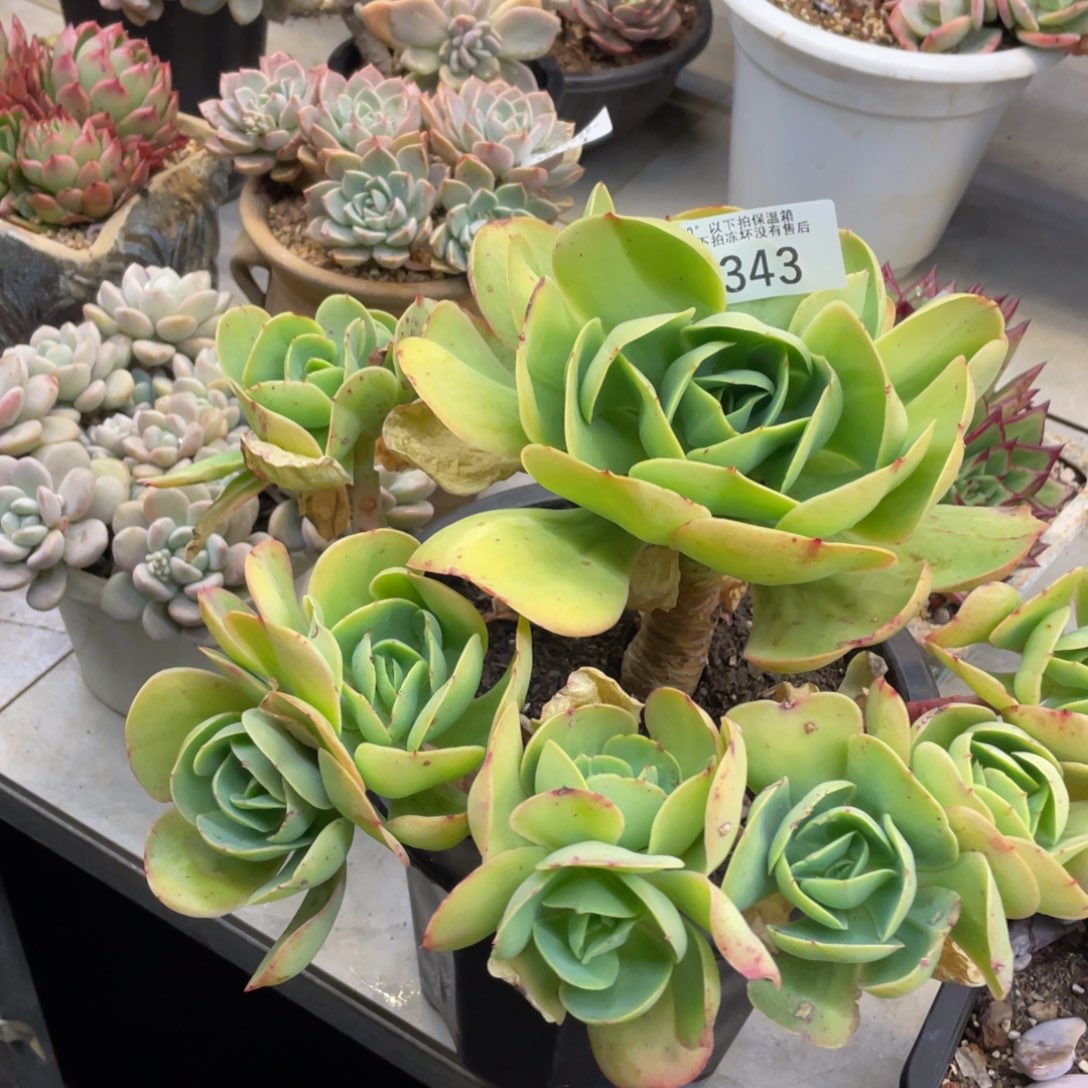 黑大帅多肉343碧桃