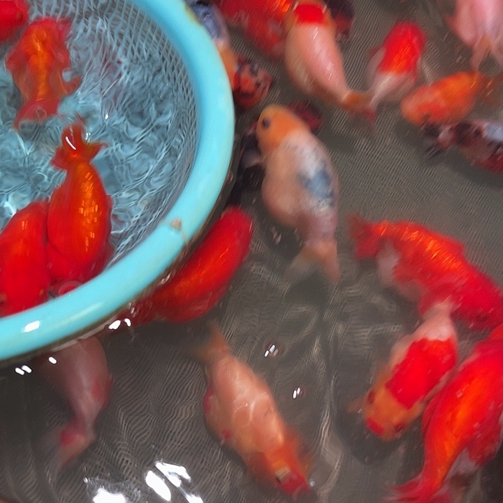 海水兰寿金鱼优质商品观赏鱼