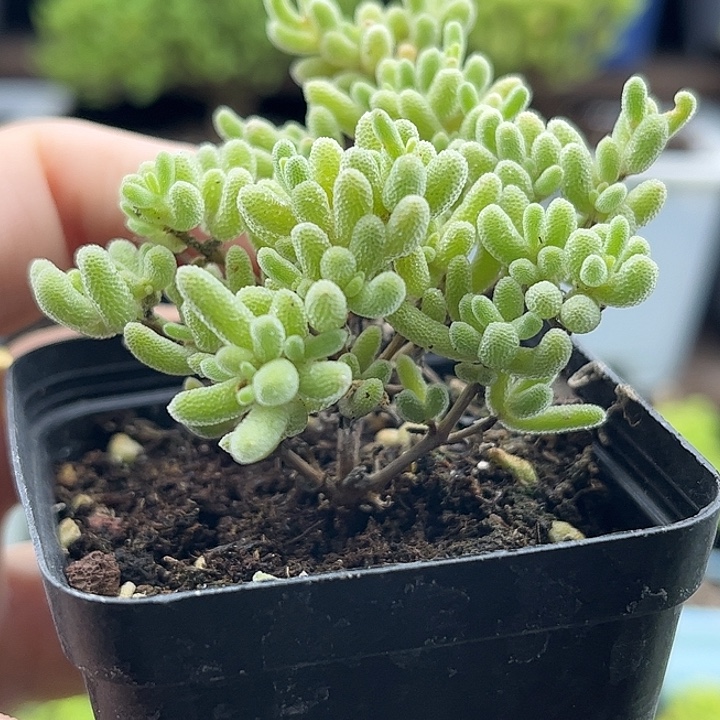 紫冰晶优选枝干番杏