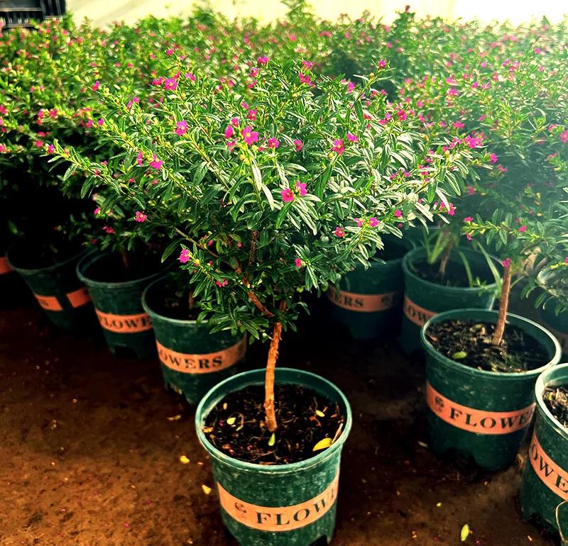 带花苞满天星盆栽四季开花耐热耐寒适合阳台庭院的绿植