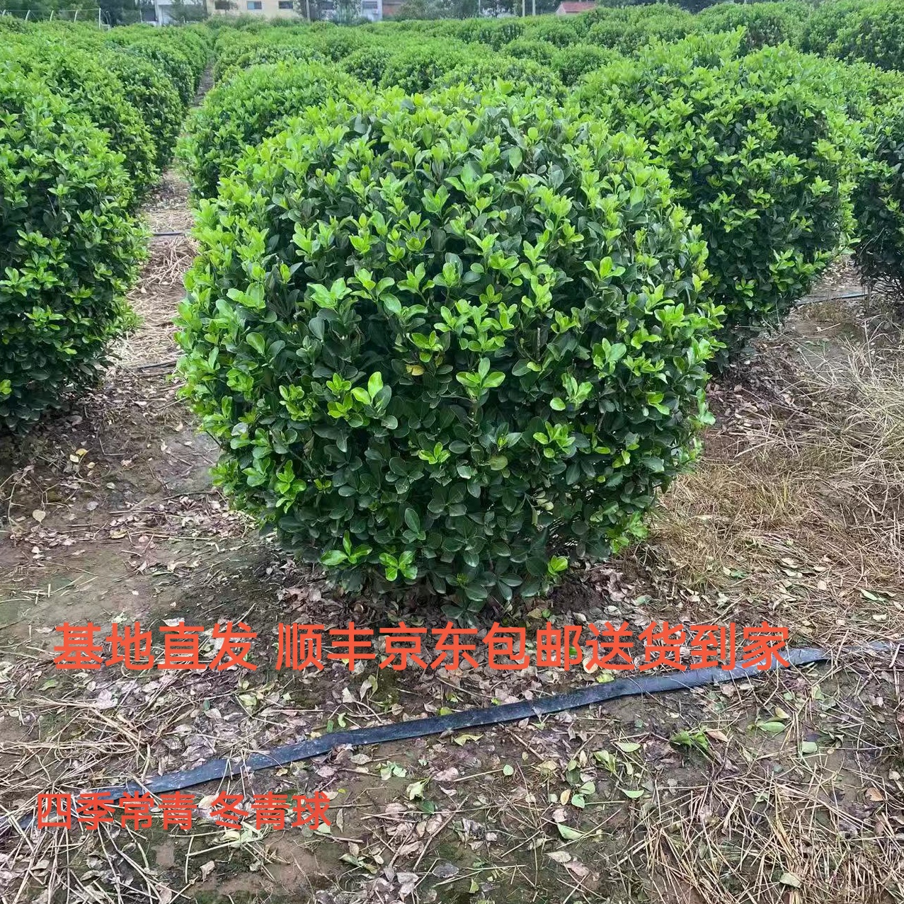 冬青球树苗庭院绿化耐寒植物适合地栽作围墙万年青篱笆
