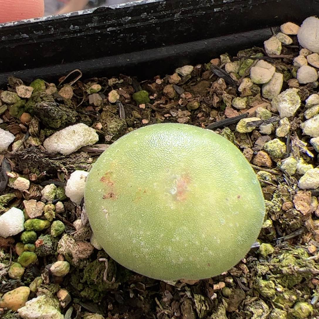 【闪购商品】91 毛饼