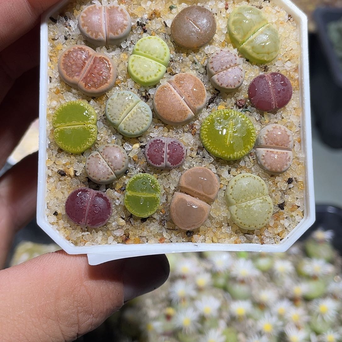 心***手当天凑满十八元包邮623