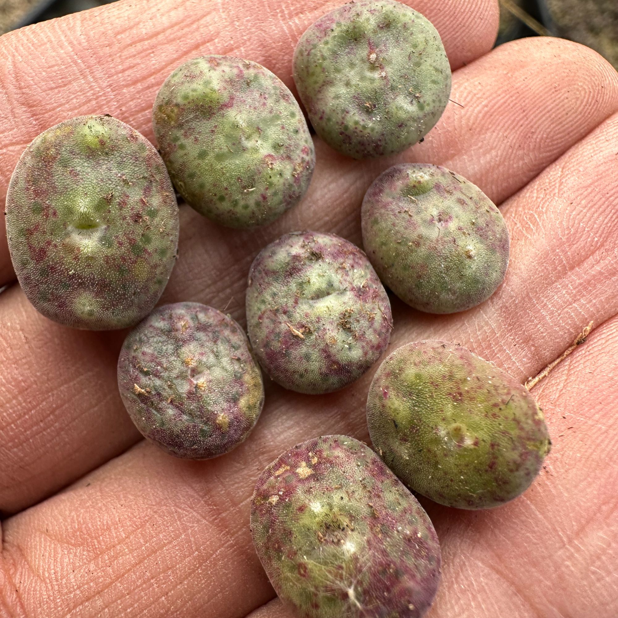 【天津专属】153多肉植物肉锥绿豆糕杂一颗