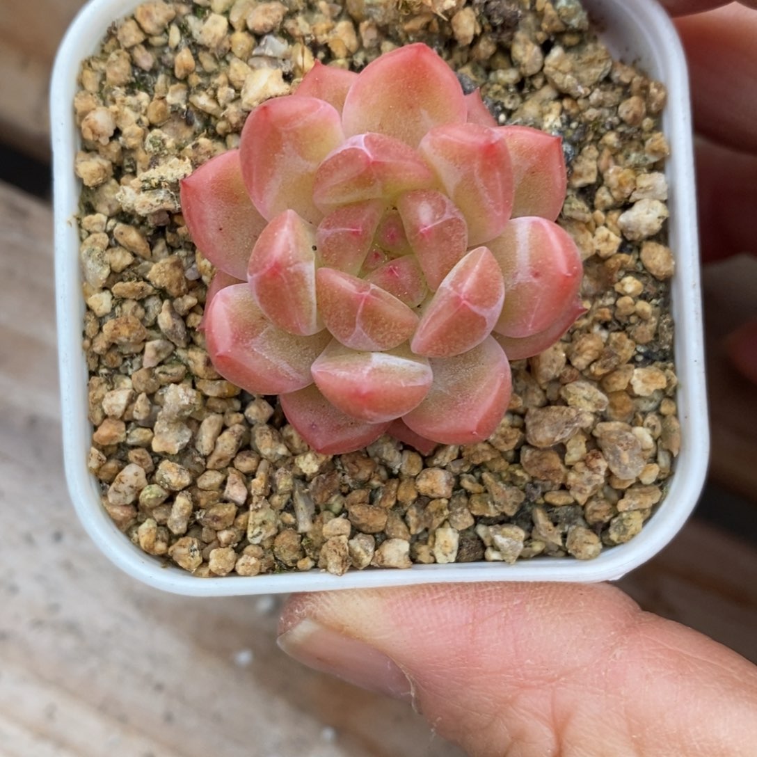 精品多肉一物一拍不包整178