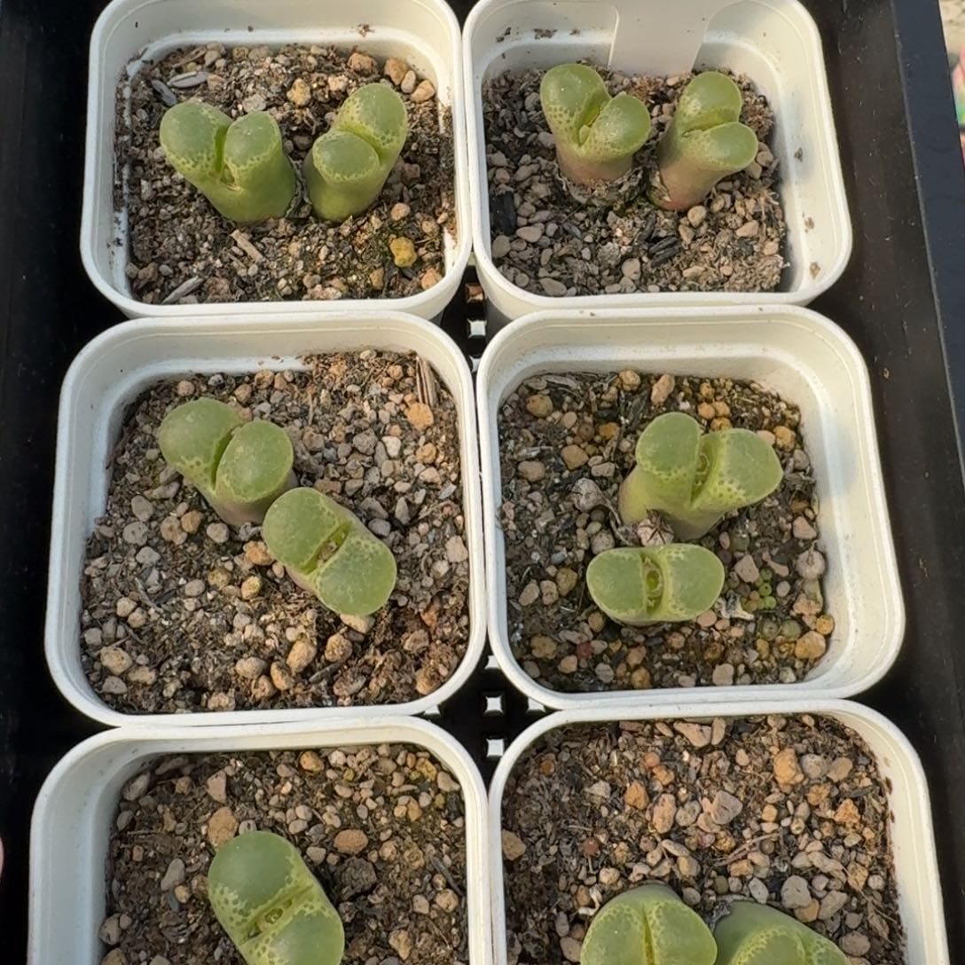 1453.9-樱花风铃双头福利一颗