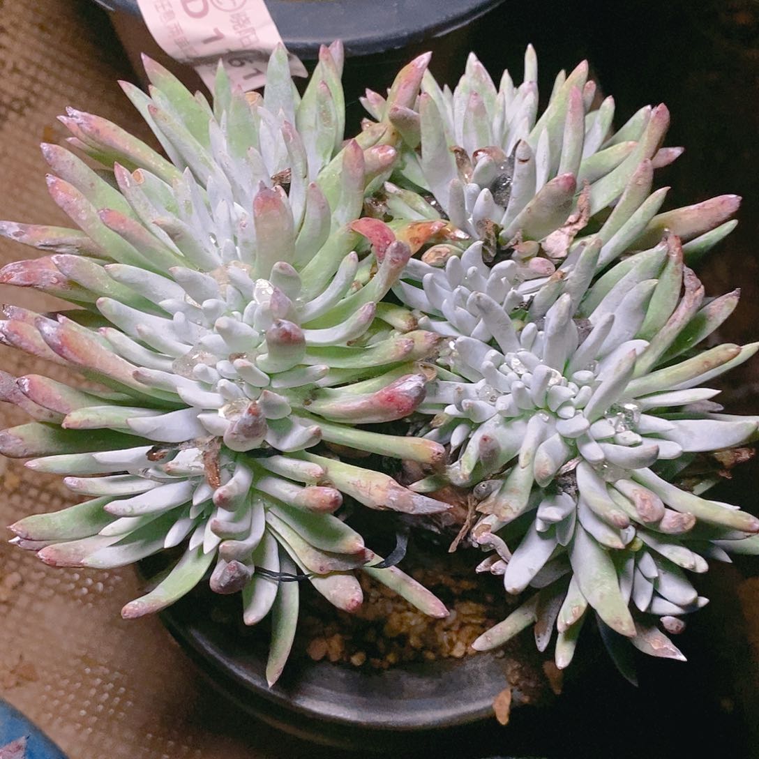 【闪购商品】哈哈哈哈雪花缀化1591多肉