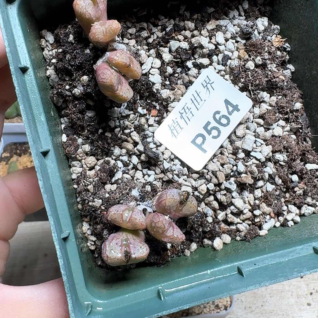 564盒多肉植物哇f g
