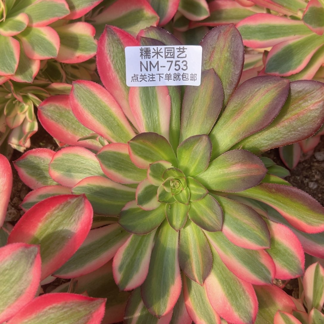 粉女巫花脸多肉植物753