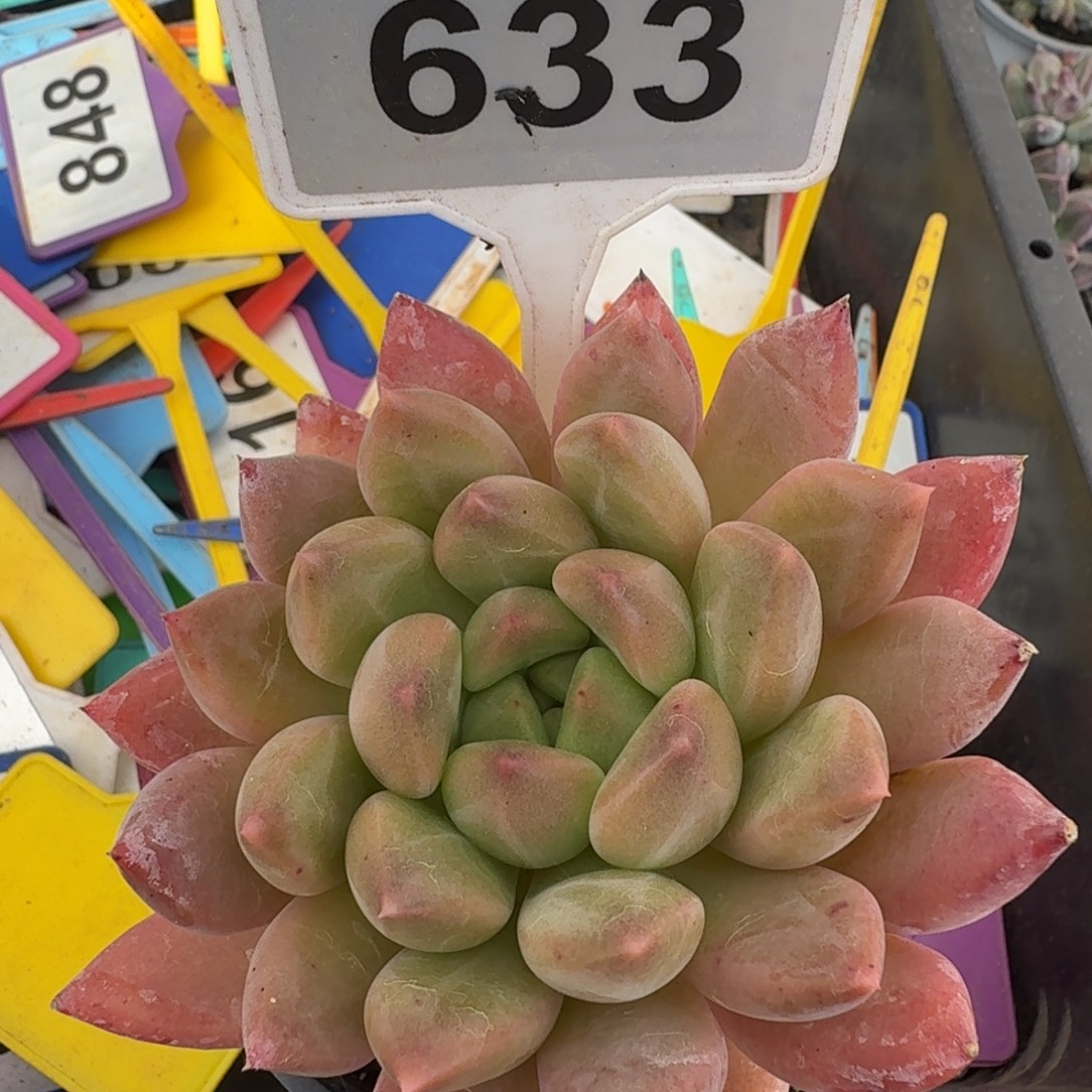 多肉植物漂亮多肉633