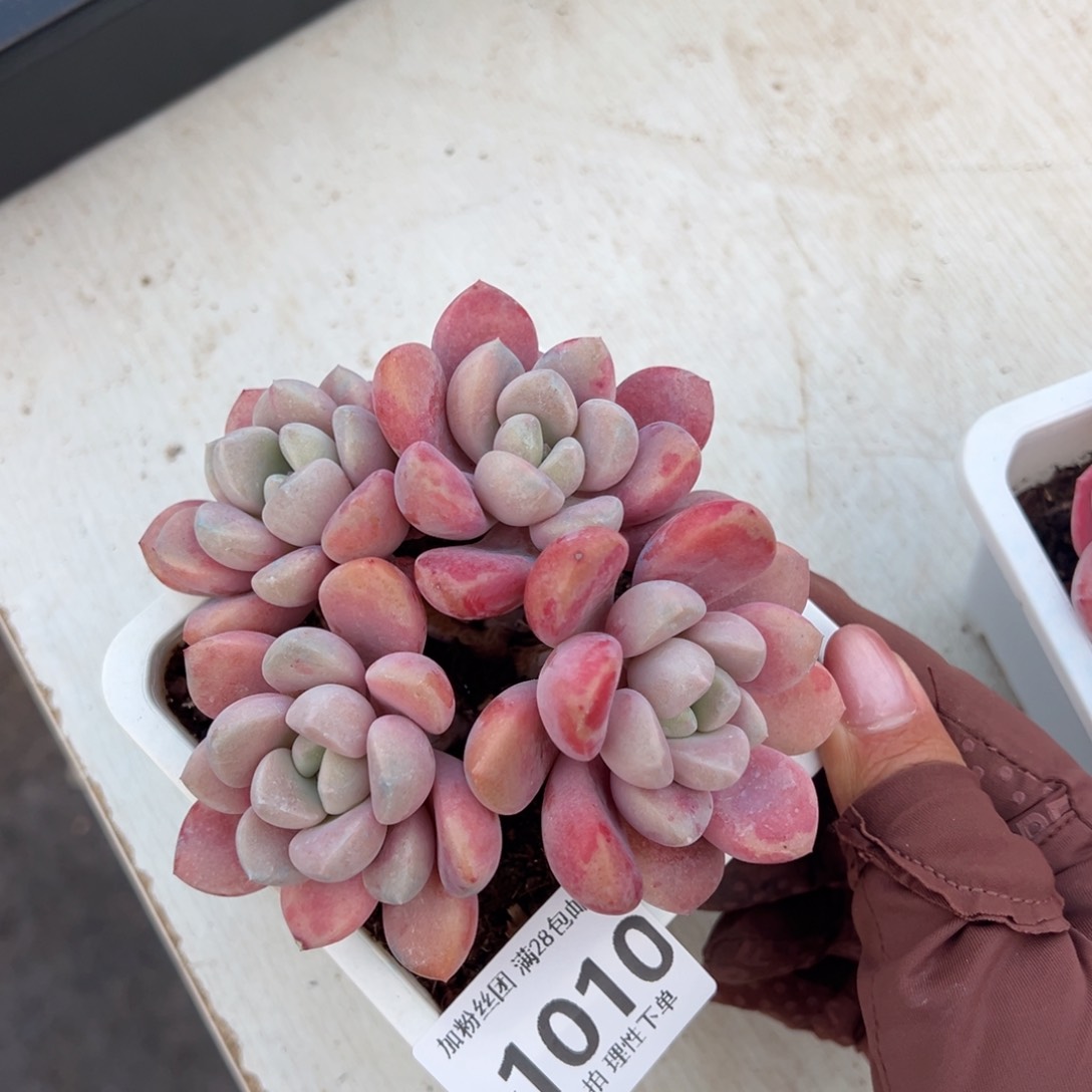 花斑鹿多肉多肉多肉多肉