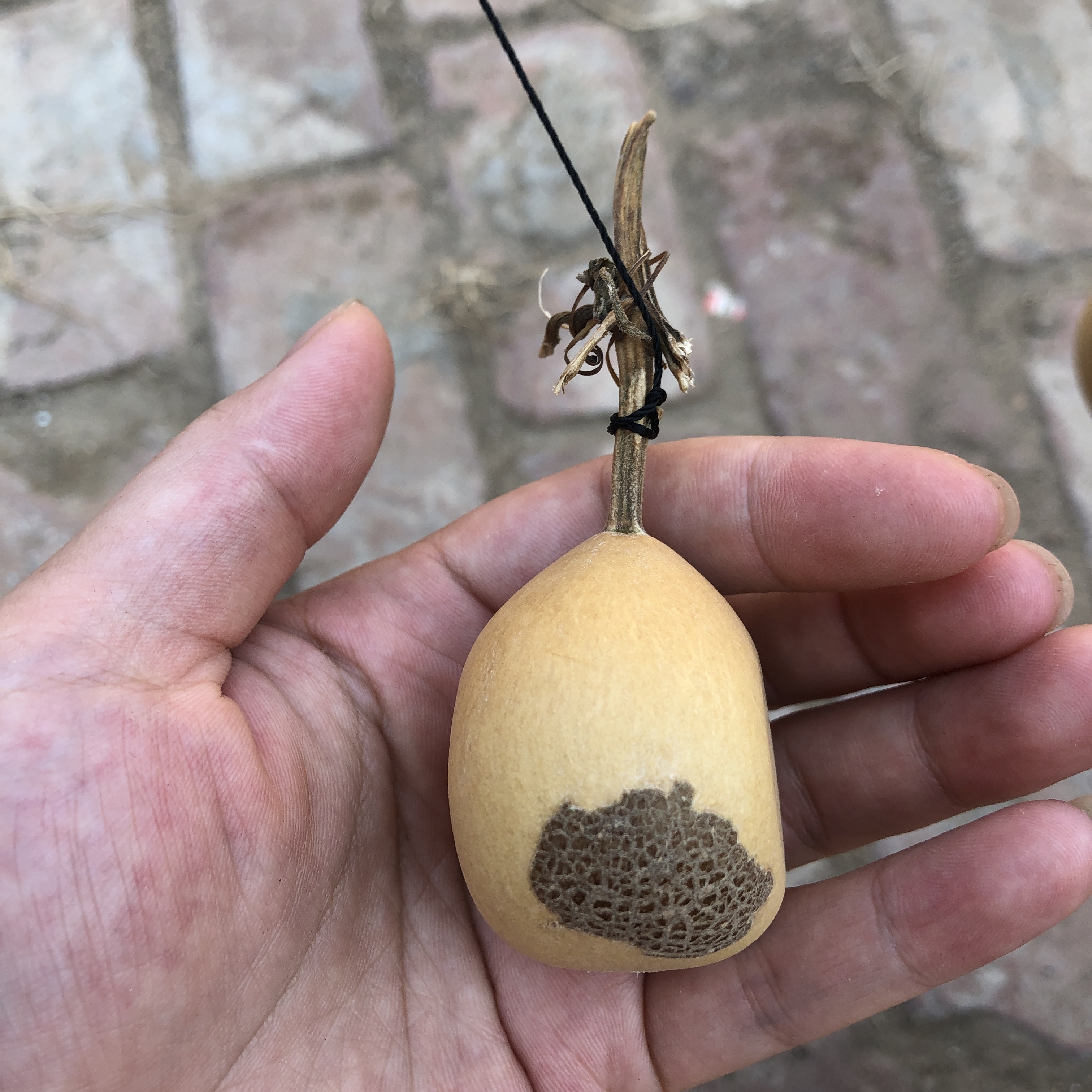 豹纹扁全品无暇厚皮