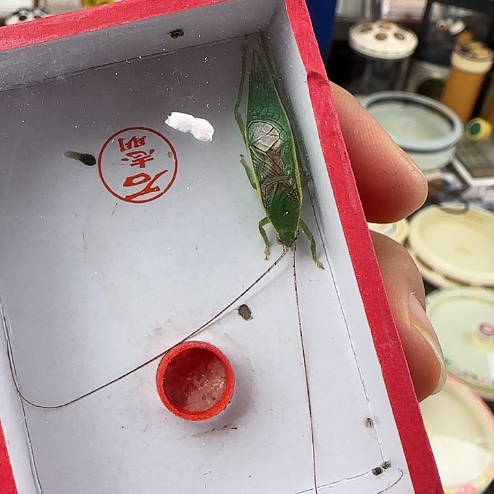 蟋蟀石金钟一条全须