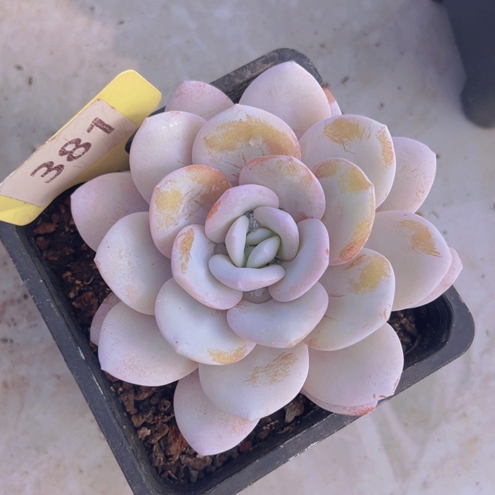 健健康康平平安安