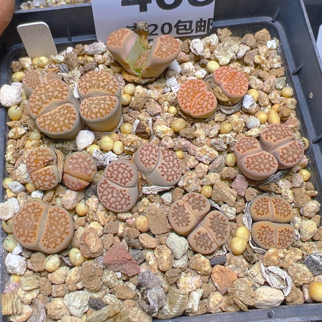 【闪购商品】 468。