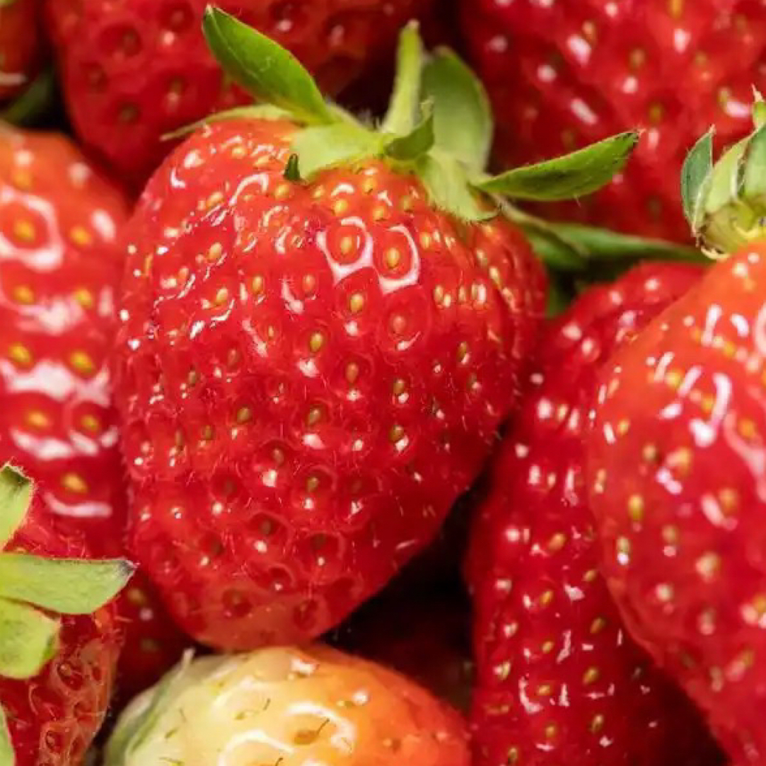 草莓1盒 500g