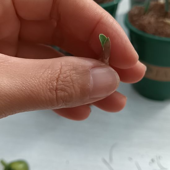 小***钢无花朵特色花卉君子兰小苗