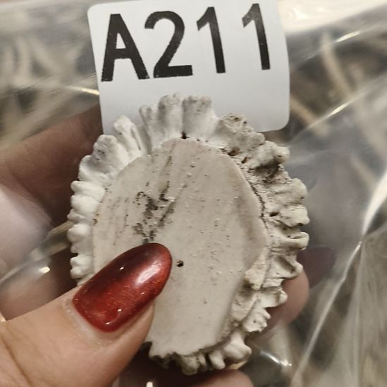 锦****鹿角鹿角鹿角鹿角鹿鹿