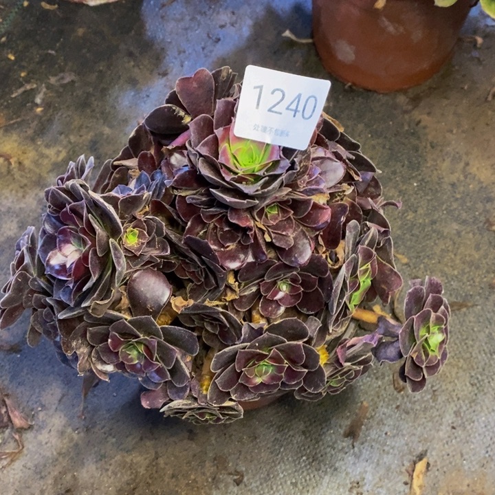 欧紫多肉断头不包1240