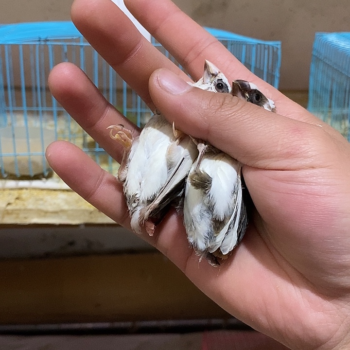 珍珠鸟锋*十姐妹2只，包活到家