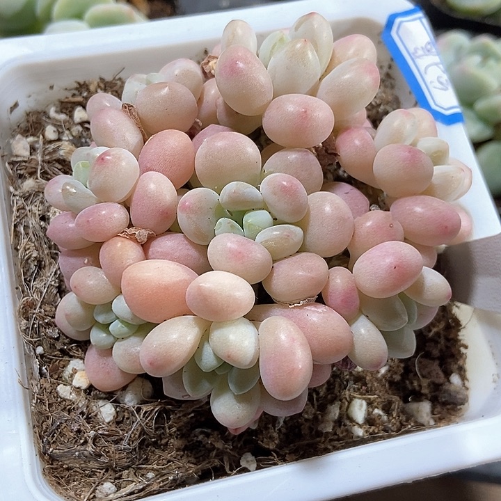 多肉植物鱼子酱160