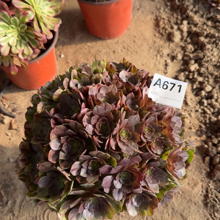 万拉丝671法师多肉