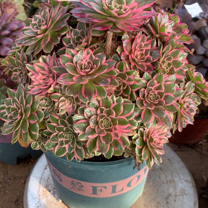 486孔雀翎多肉植物特价