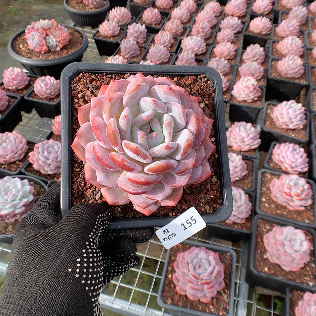 155星橙多肉植物666