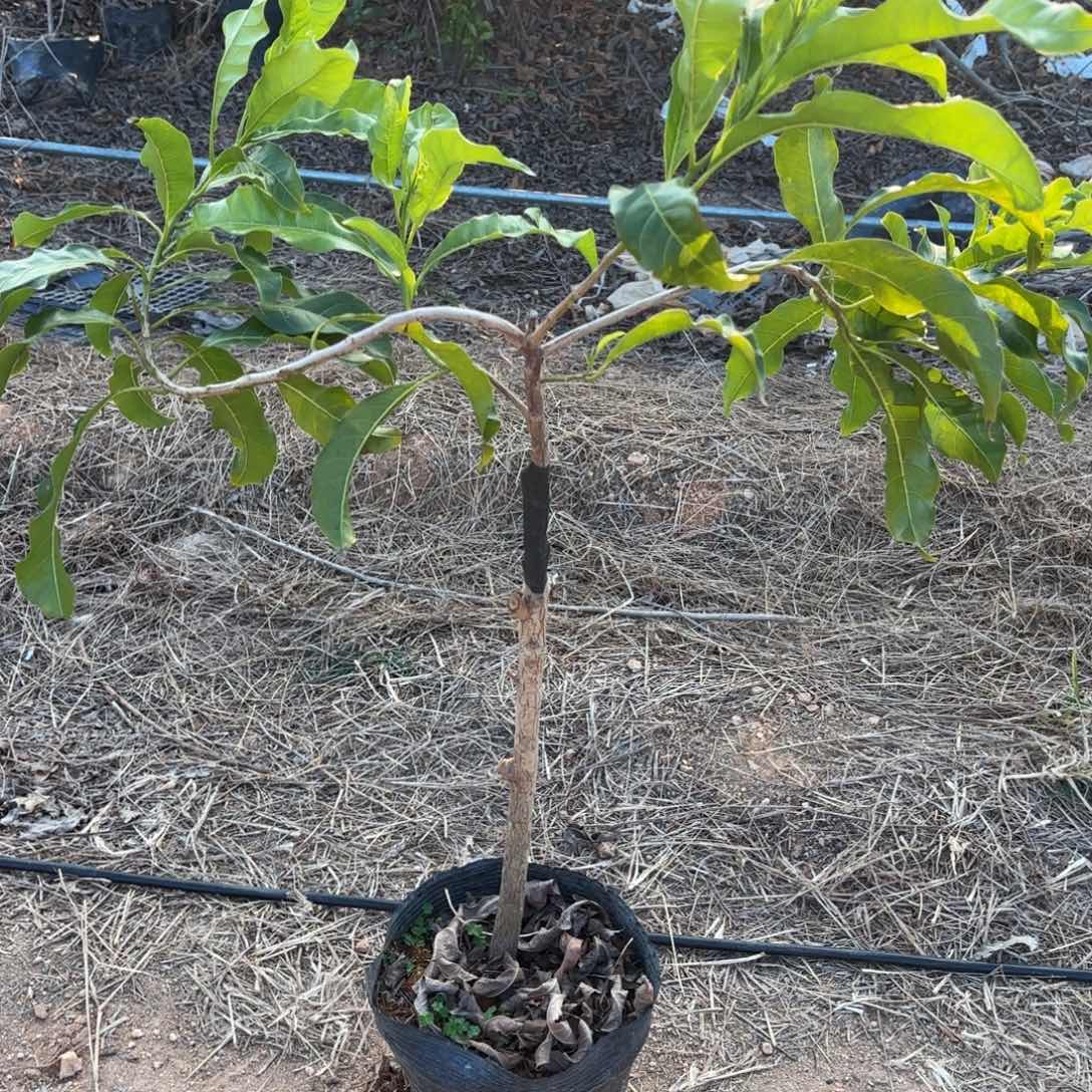 少量花朵（建议范围：2朵-5朵 或40%以下）