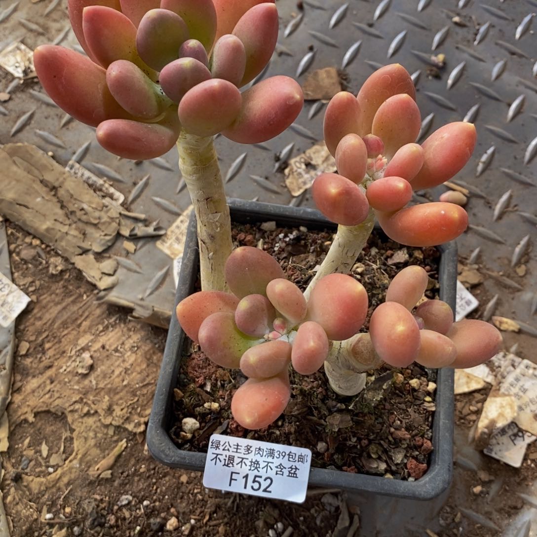 金蟾152/10cm多肉