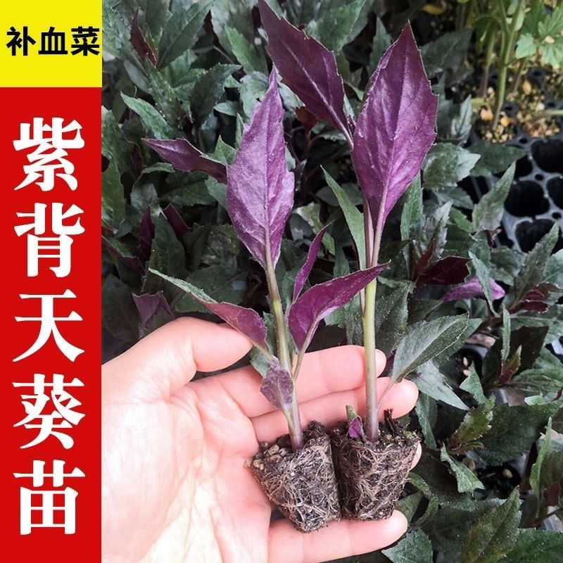 山东寿光紫背天葵新鲜血皮菜紫背菜现摘现发农家自种观音菜