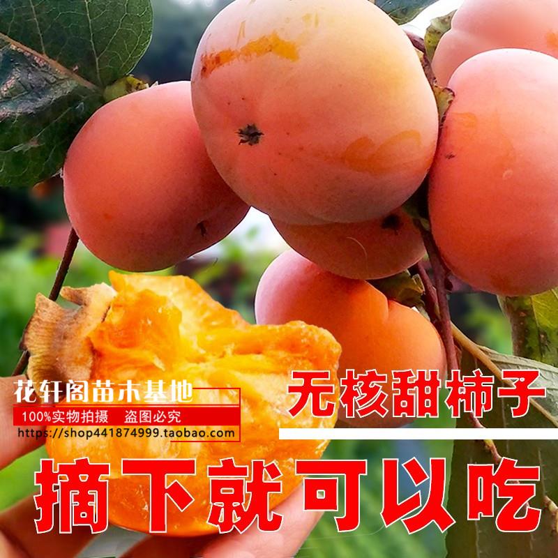 台湾脆柿苗柿子树苗果树苗甜柿嫁接日本脆柿地栽南北方当年结果苗