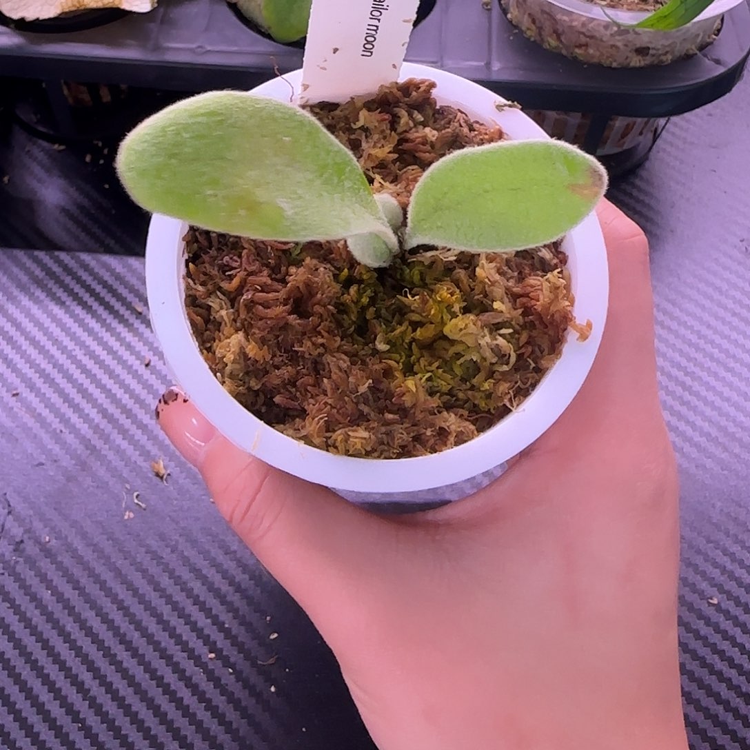 Vp3混播水手月鹿角蕨