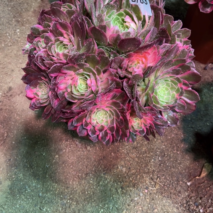 挽*万花筒763寄养多肉