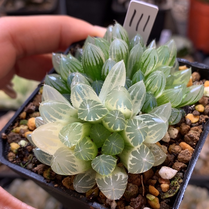 糊斑霓虹灯玉露锦带盆土