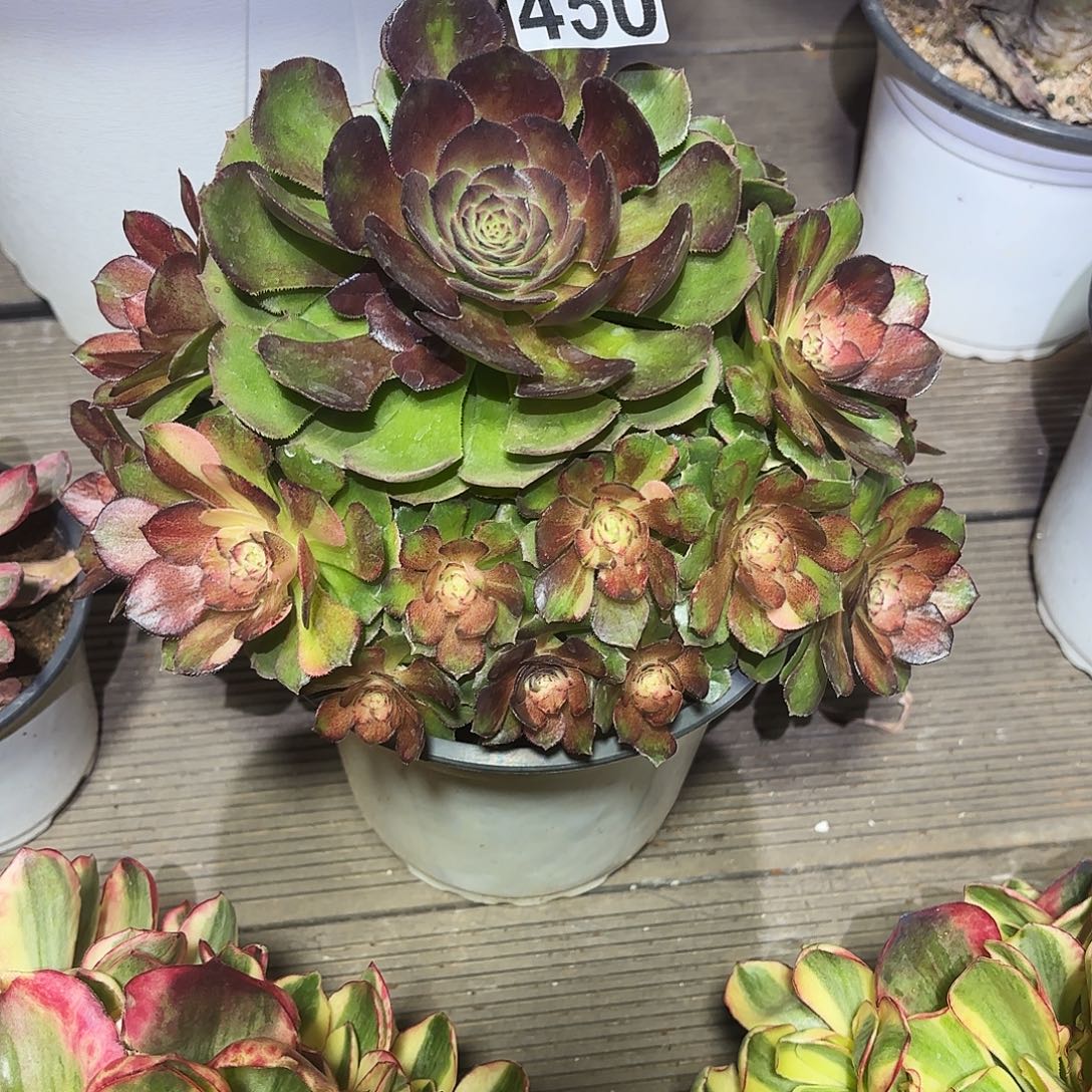  450海王七彩无根多肉植物福利