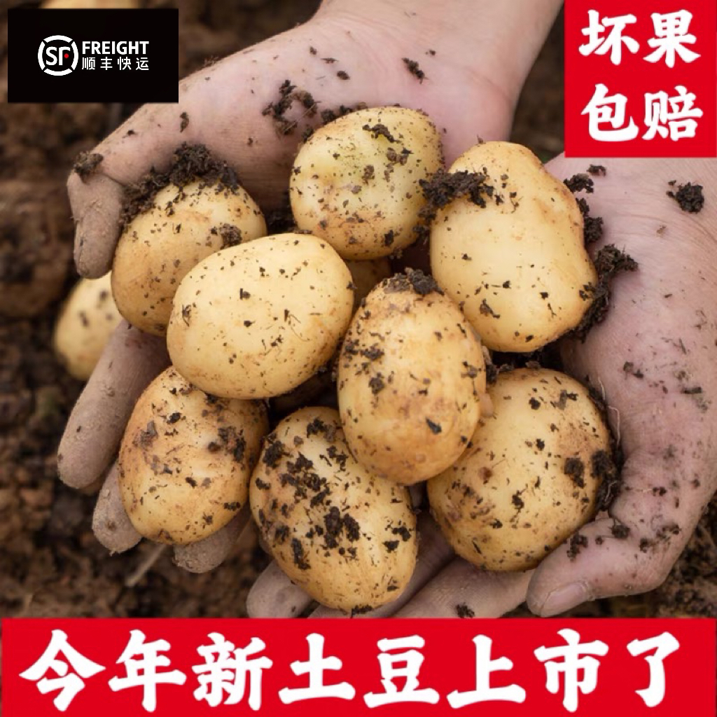 马尔科黄心小土豆洋芋妈呀太香了赛马